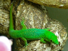 ph. v-nigra comoraegrandensis