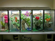 some of my day gecko setups