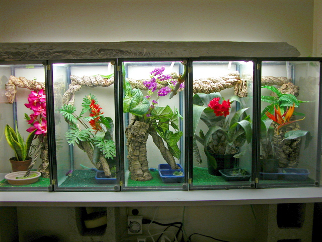 some of my day gecko setups