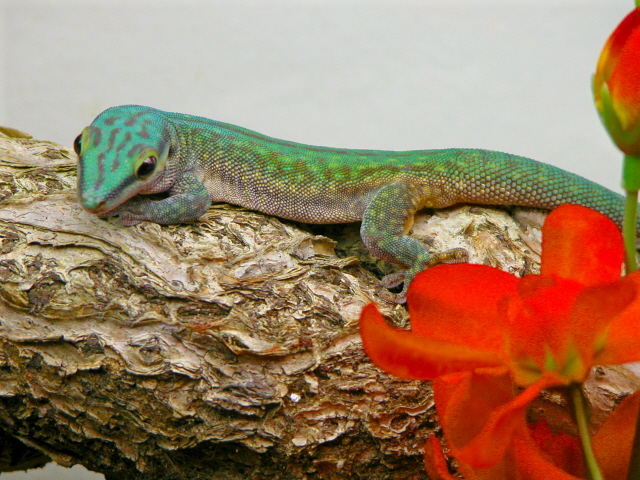 abbotts day gecko  ph.abbotti cheke