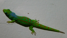 ph. guimbeaui  female