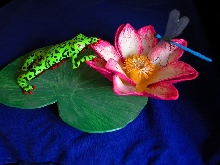 fire belly toad and lunch