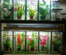 day gecko set ups