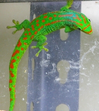 ph. guimbeaui - male