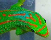 ph. guimbeaui - male