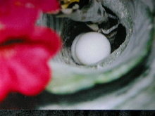ph. mad. grandis  eggs