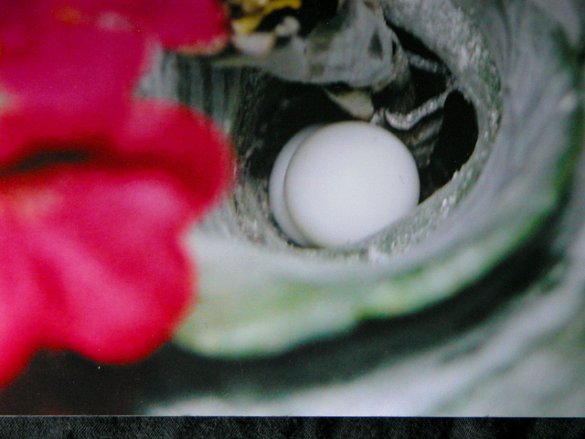 ph. mad. grandis  eggs