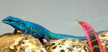 BLUE DAY GECKO