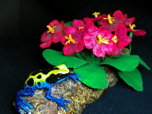 poison dart frog