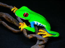 red eyed tree frog