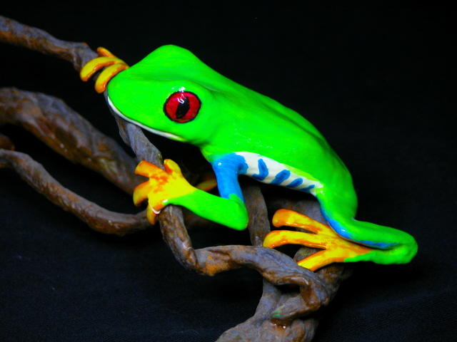 red eyed tree frog