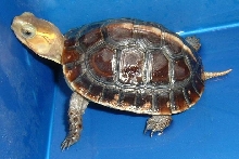 chinese box turtle