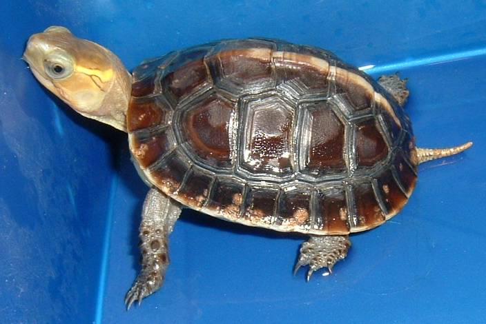 chinese box turtle