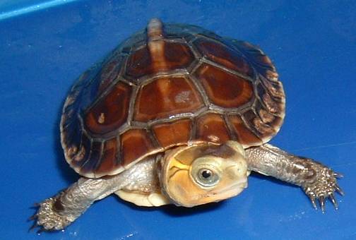 chinese box turtle