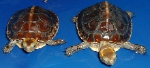 chinese box turtles