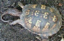 big mama