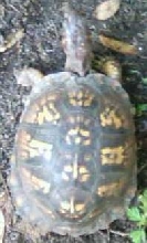 big mama