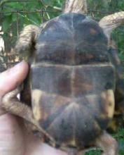 big mama