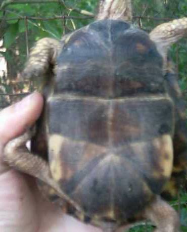 big mama