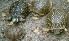 scooter, speedy. mr. bashful, mr. snappy