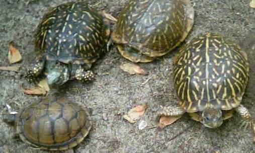 scooter, speedy. mr. bashful, mr. snappy