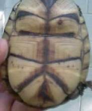 tank