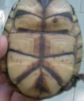 tank