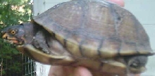 tank
