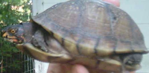 tank