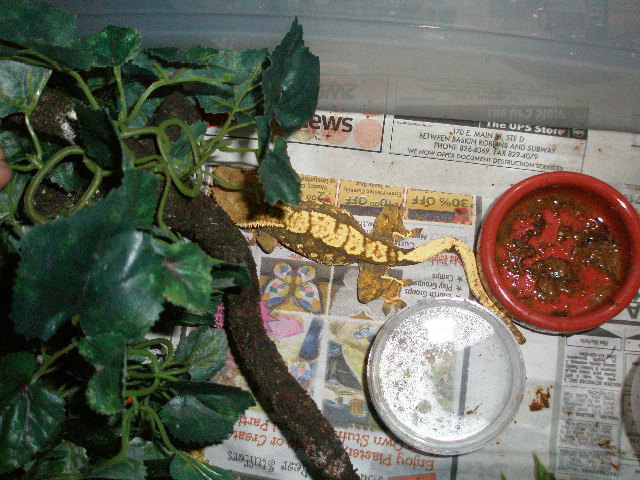 Female #1