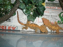 Female #3 and #2 R to L