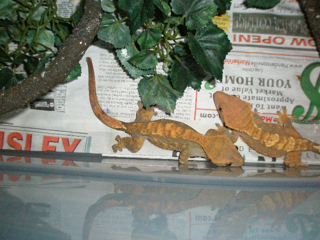 Female #3 and #2 R to L