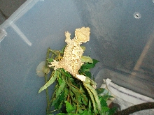 Female #4