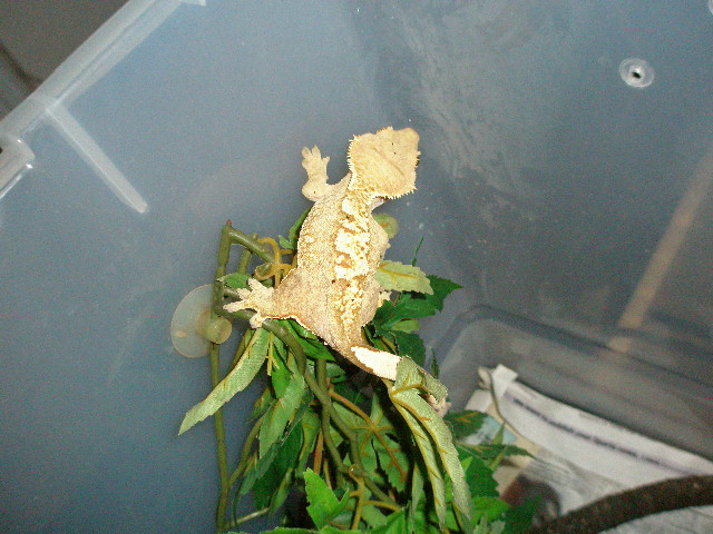 Female #4