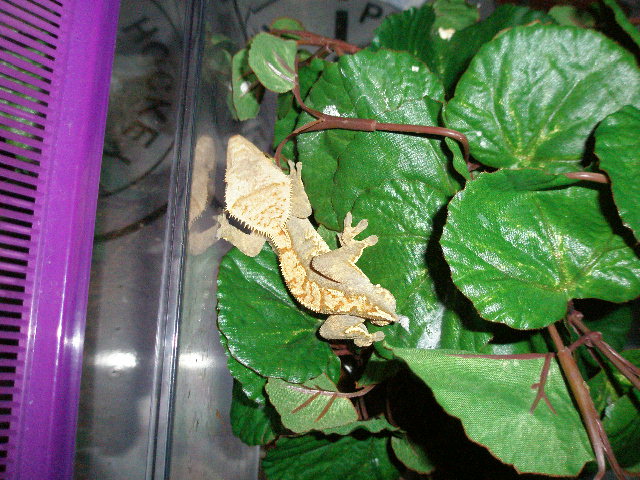 Male #2
