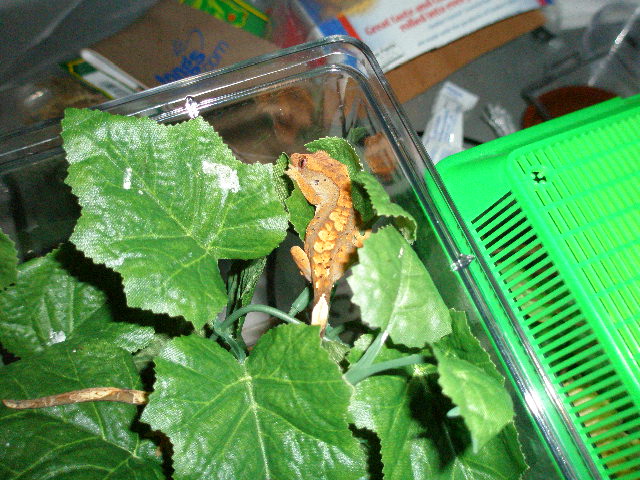 3 months old
