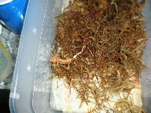 4 day old