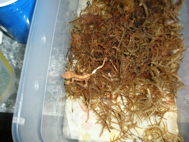4 day old