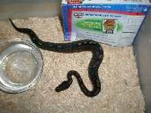 Ball Python Morph?
