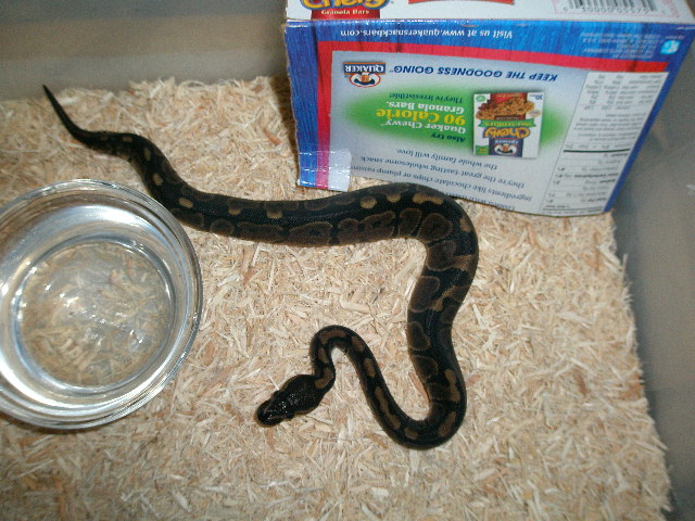 Ball Python Morph?