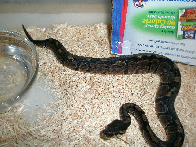 Ball Python Morph