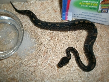 Ball python morph?