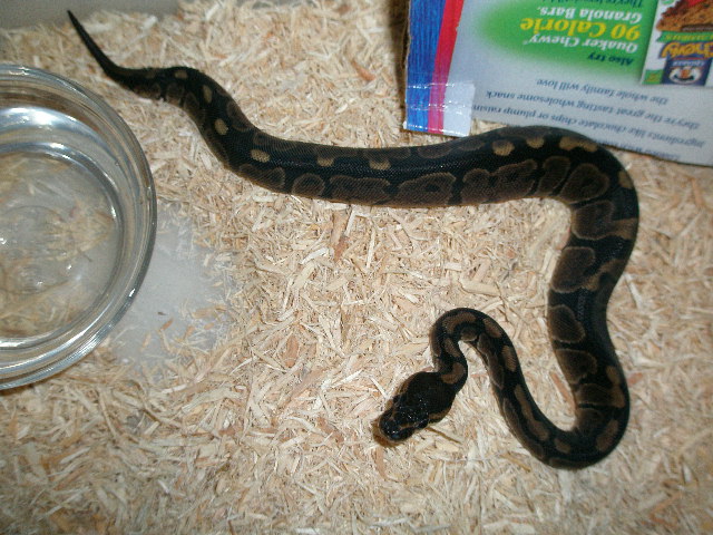 Ball python morph?