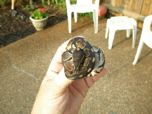 Melanistic???
