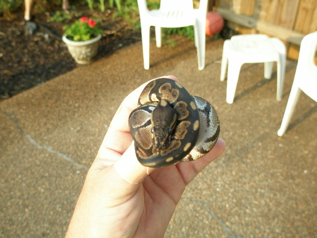 Melanistic???