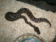 100% Het Pied Male 07