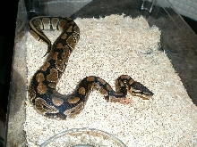 100% Het Pied Female 06