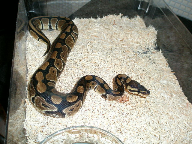 100% Het Pied Female 06