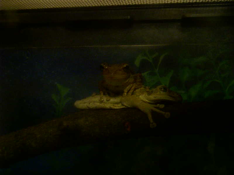 Leap frog or piggy back?