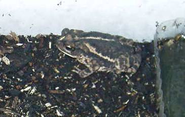 My Gulf Coast Toad